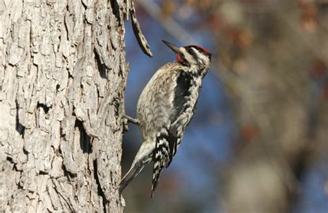 Recognizing Sapsucker Damage In Yard Trees Mississippi State