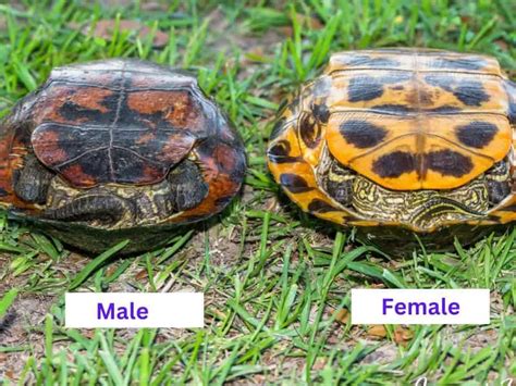 Red Eared Slider Male Or Female How To Tell The Difference Being