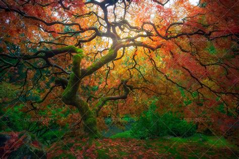 Japanese Maple Tree Glowing With Autumn Color Design Cuts