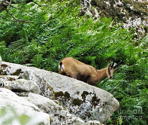 Close Up Of A Chamois Goat Antelope Spotted Climbing A Rock In The