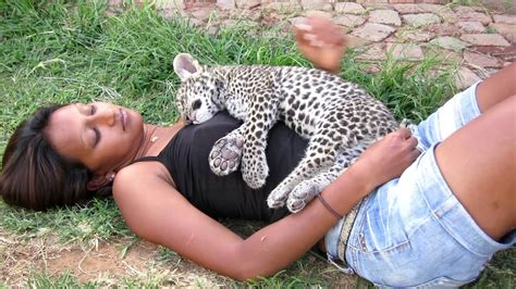 Sleeping Baby Leopard Cheetah Experience Bloemfontein