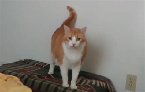 Butters Cat Combative Scaling Wiki Fandom