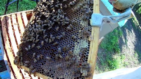 Beekeeping Hive Inspection Part 3 Youtube