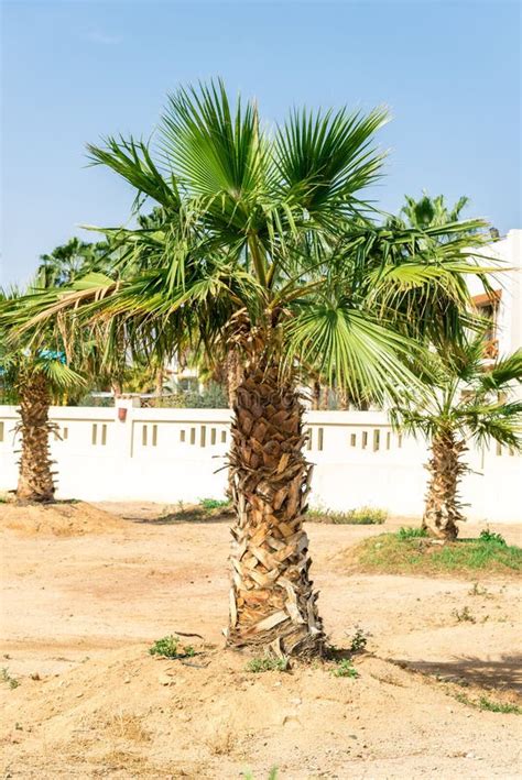A Lot Of Big Green African Palm Tree Against The Blue Sky Stock Photo