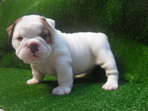 English Bulldog Puppy Read This Before You Buy Your English Bulldog Puppy