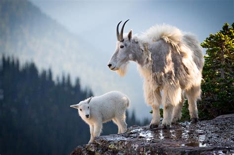 Mom And Baby Mountain Goat By Stevendavisphoto On Deviantart