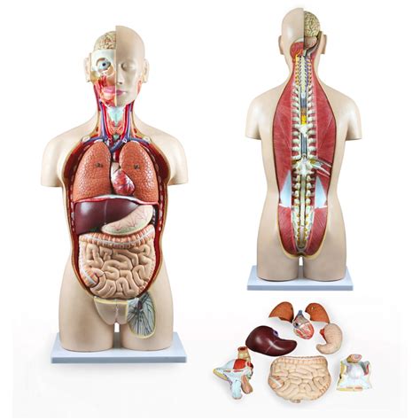 Respiratory organs cardiovascular organs digestive organs urinary. Walter Dual-Sex Human Torso w/Open Back - 27 Parts ...