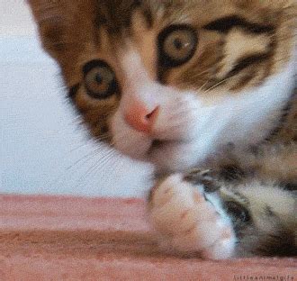 Just Cute GIFs Find Share On GIPHY