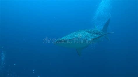 Whale Shark On A Coral Reef Stock Photo Image Of Marine Reef 82690892