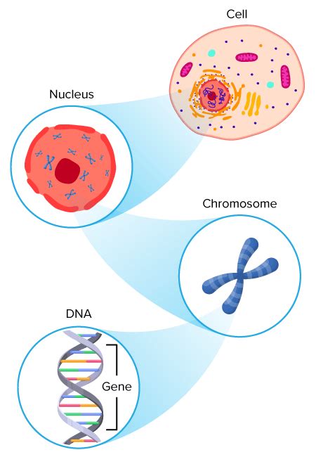 Nucleus Read Biology Ck Foundation