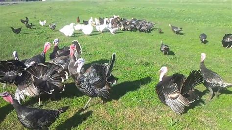 turkeys and geese youtube