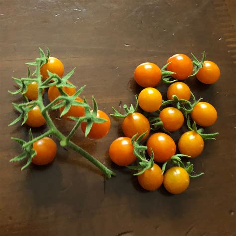 Wild Tomato Galapagos Tomato Solanum Cheesmaniae Amkha Seed