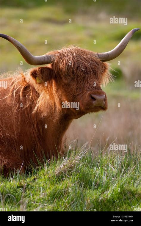 Hairy Highland Cow On The Isle Of Mull Scotland Stock Photo Alamy