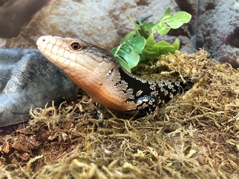 Indonesian Blue Tongued Skink Zoochat