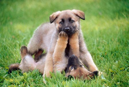Before getting a new dog, it's always good to know what health. How Much Do German Shepherds Usually Cost?