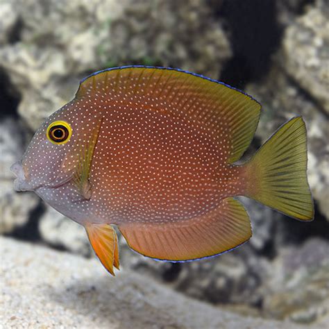 Squaretail Bristletooth Tang Ctenochaetus Truncatus Saltwater