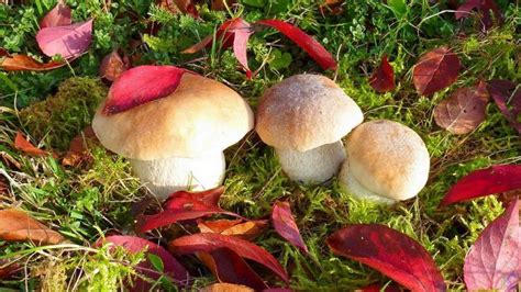 Съедобные грибы (36 фото) | Грибы, Природа, Обои