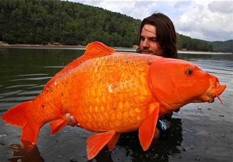 中國金魚在美國泛濫，一條重達20多斤，為啥我國金魚長不肥？ 每日頭條