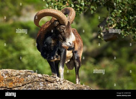 Male Common Mouflon Ovis Aries Musimon In Mating Season In Marbella