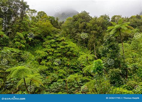 Tropical Tree Ferns In The Martinique Rainforest Stock Image Image Of