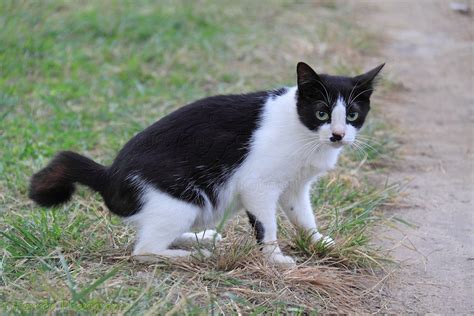 Black And White Club Tailed Stray Cat Photo Wp31677