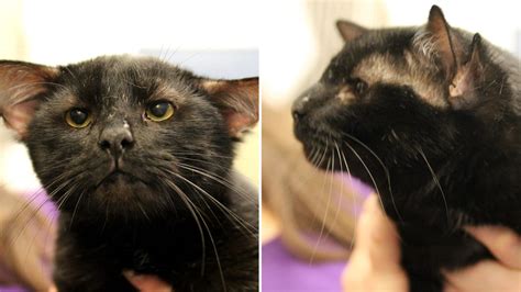 Batman The 4 Eared Cat Wins Hearts Finds Forever Home