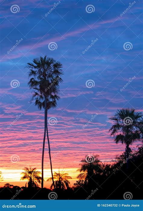 Beautiful Pink And Blue Sunset With Silhouette Of Palm Trees Stock