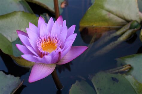 Follow the vibe and change your wallpaper every day! 49+ Lotus Flower iPhone Wallpaper on WallpaperSafari