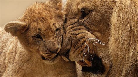 Amazing Pic Of Lion Cub Baby Playing With Mother Hd Wallpapers