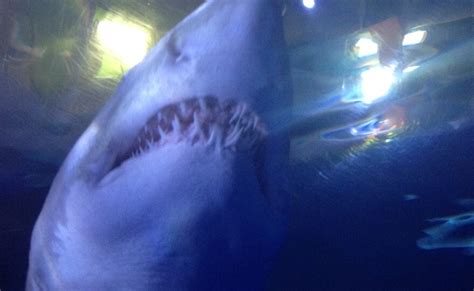Brave Enough For Newport Aquariums Shark Bridge Wvxu