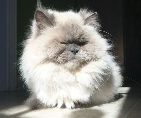 Blue Point Persian Romeo Blue Point Persian Cat Cats