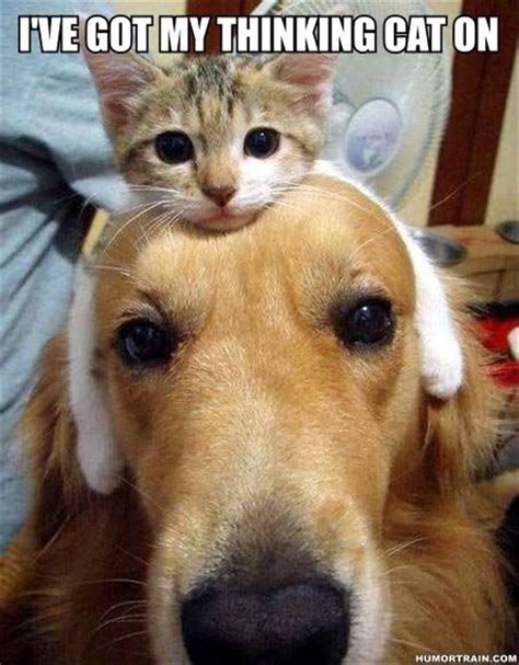 See puppy and kitten stock video clips. funny cats and dogs - Dump A Day