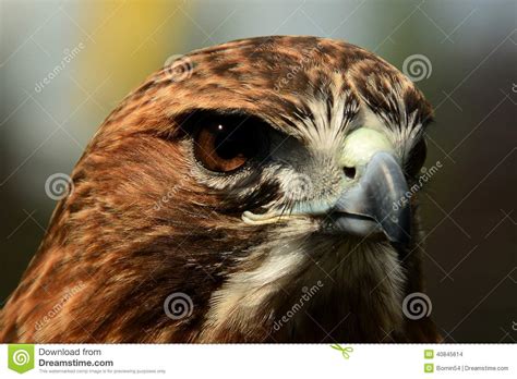 A Portrait Of A Red Tailed Hawk Stock Photo Image Of Prey Adult