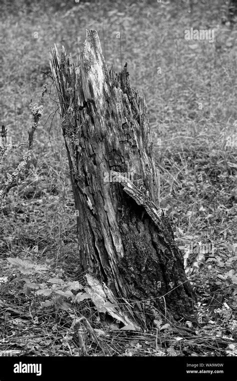 Old Rotten Tree Stump Black And White Stock Photos And Images Alamy