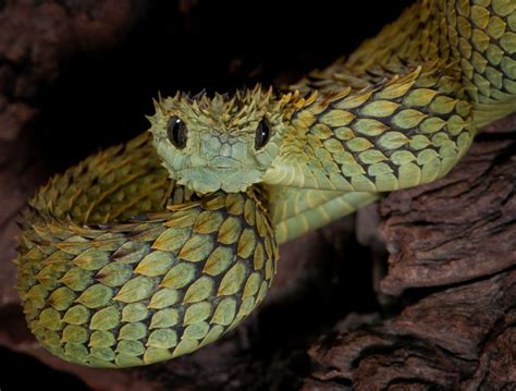 21 Autumn Adder The Most Beautiful Snake In The World Theinfotimes