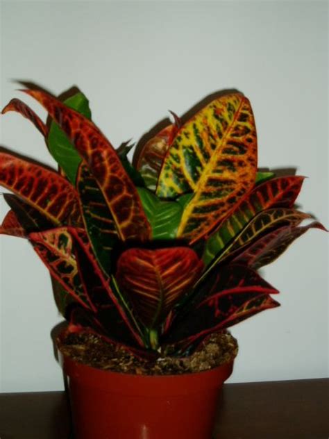 Some popular product styles within red plant pots are modern, classic and style. house plants | The Croton Plant is becoming a very popular ...