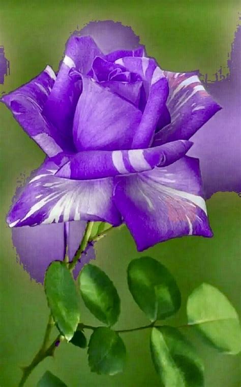 Pin By Wanda Kenton Smith On Purple Art Abstract Beautiful Roses