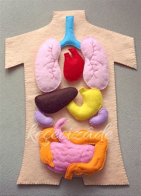 3d Human Anatomy Felt Set Such A Fun Resource For Learning About The