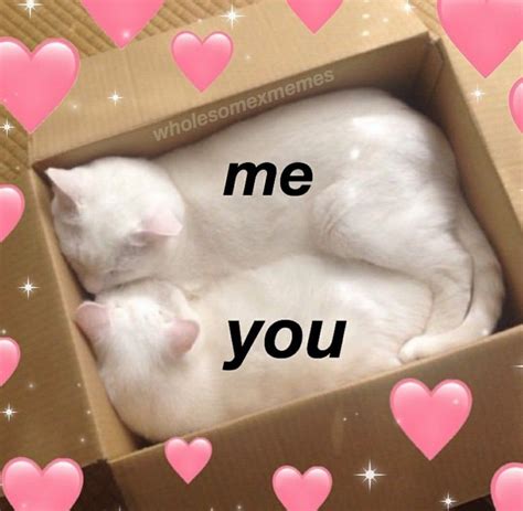 Pin By Ⓒⓛⓐⓤⓓⓘⓐ On You Meme A Lot To Me Wholesome Memes Cute Cat