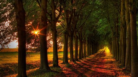 Free Download Hd Wallpaper Nature Forest Woodland Sun Tree