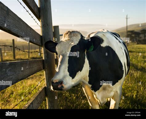 Holstein Cow Close Up View Stock Photo Alamy