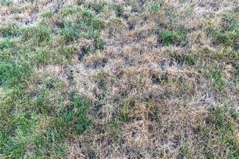 Top 10 How To Fix Yellow Grass