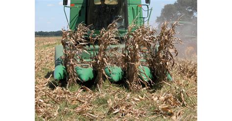 Weather Slows Promising Corn Harvest