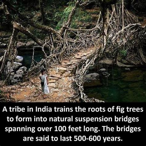 11 Fascinating Nature Facts From Around The World Nature Babamail