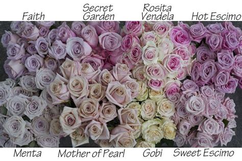 The Blush Rose Study Includes Faith Secret Garden Rosita Vendela Hot