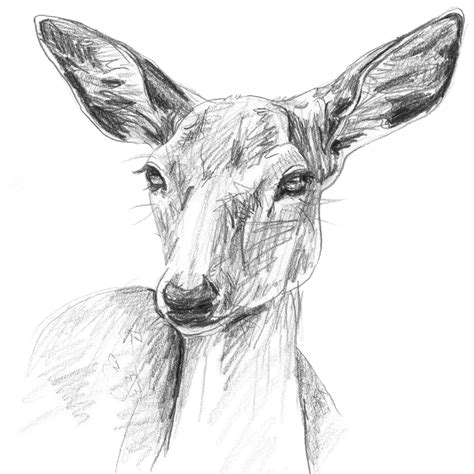 Hand Drawn Doe Drawing Print Black And White Deer Pencil Etsy