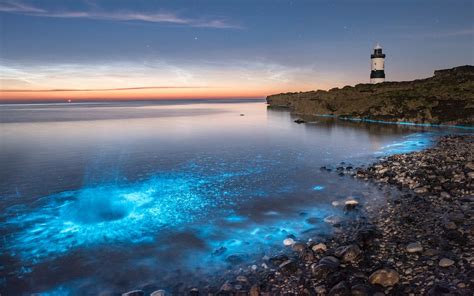 Rare Bioluminescent Plankton Light Up The Ocean In Penmon Anglesey