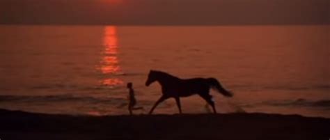 Nonton streaming film the black stallion (1979) sub indo terlengkap dan terbaru. 11 Things You Never Knew About the Making of "The Black ...
