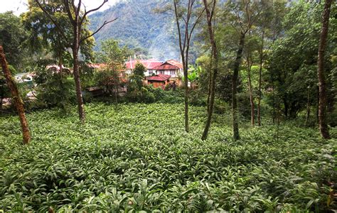 Climate Smart Practices Revive Cardamom Farming In Eastern Himalayas