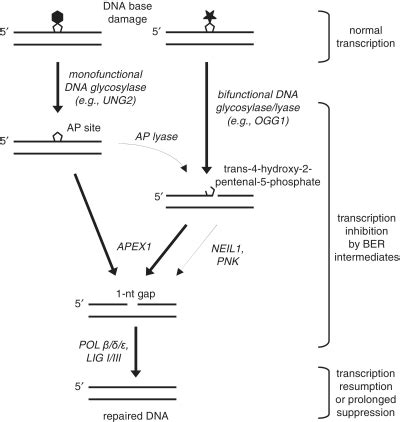 A Model Explaining Inhibition Of Transcription By Dna Base